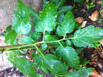 tomates-feuilles-taches-jaunes-01.jpg