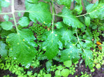 tomates-feuilles-taches-jaunes-02.jpg