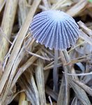 mon champignon mystère