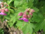 geranium macrorrhizum