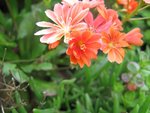IMG_4537.JPG