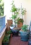 Mon potager fin mai 2012