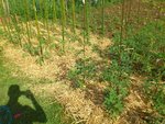 04062012 tomates paillees.jpg