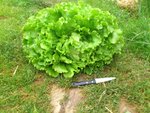une belle petite salade du jardin