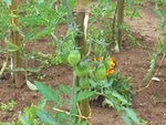 san marzano
