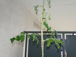 tomates 2.jpg