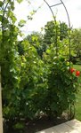 vigne - vue d'ensemble 2.jpg