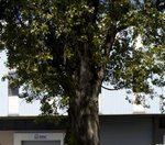 arbre .jpg