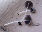 champignon-mystère.JPG