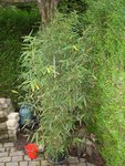 Copie de bamboo.JPG