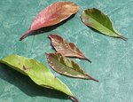 photinia1.jpg