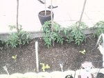 mes pieds de tomates fandango f1 la aussi on peu apercevoir mes laitue planter le 6 mai donc plus d'un mois