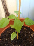 DSC02514.JPG