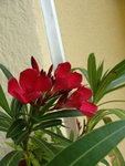 DSC02518.JPG