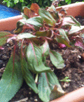 2012-06-09 16.07.13.gif