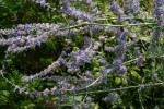 IMG_0712.JPG