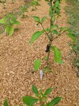 black scorpion tongue