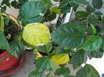 P6100002.JPG