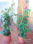Les plantes juste après achat