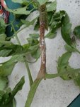 P1050102-1.jpg