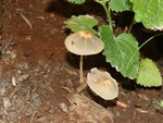 DSC02540.JPG