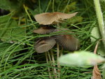 DSC02541.JPG