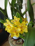 Cambria Hyb ,début de nouvelle floraison!