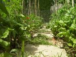 Des betteraves, fraises, tomates