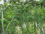SANY0416.JPG