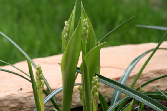 Muguet.jpg