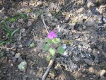 DSCN0278.JPG