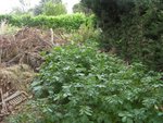 Un champs de patate dans le compost