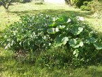 Un autre tas de patate plus potiron étampes plus 2 melons hybrides, là où je faisais le feu avant.