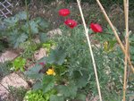 Mon potager annexe