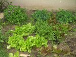 Micro parcelle crosnes salades...