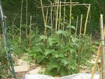 Les fameux haricots me suis fait avoir croyais que c'était des nains