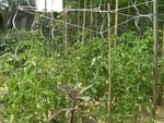 TOMATES.jpg