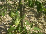 GROS PLAN TOMATE.jpg