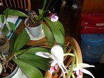 Pour finir mes orchidées qui refont des fleurs.
