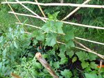 Cornichon le grand et à coté les plus petits les concombres.