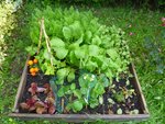 potager 1