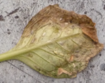 1.PNG