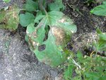 cela attaque aussi mes aubergines et poivrons