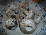 champignons.jpg