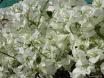 bougainvillé ,blanc