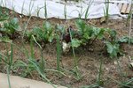 Les feuilles ne sont pas en bonnes santé