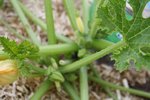 Courgette Gold Rush.JPG