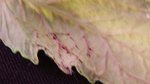 feuille basse plant de tomate