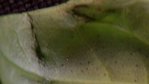 feuillle de basilic