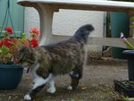 Et pour finir mon tigre qui chasse :)